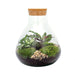 DIY Terrarium Kit - Sama