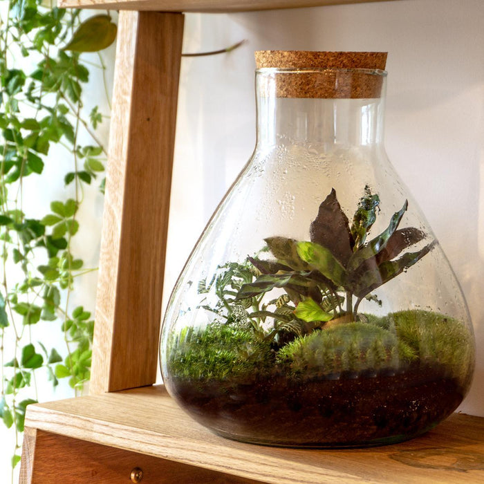 DIY Terrarium Kit - Sama