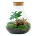 DIY Terrarium Kit - Sama