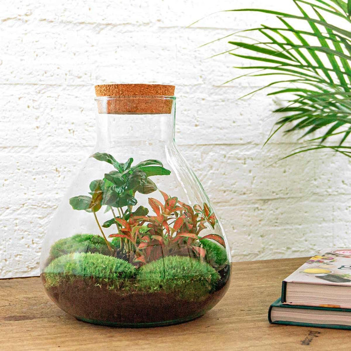 DIY Terrarium Kit - Sama