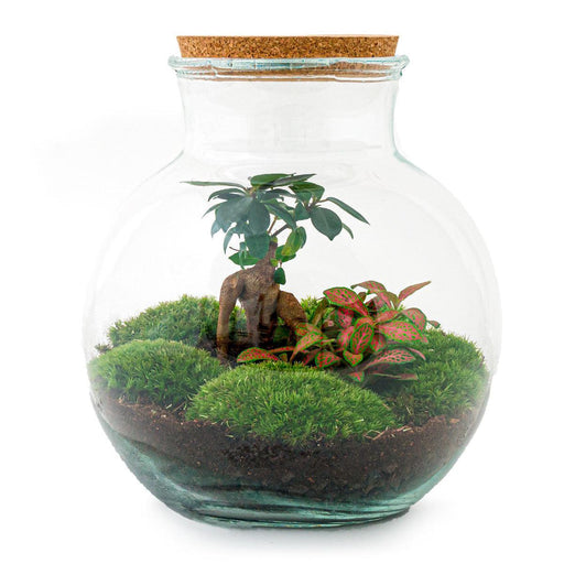 DIY Terrarium Kit - Teddy