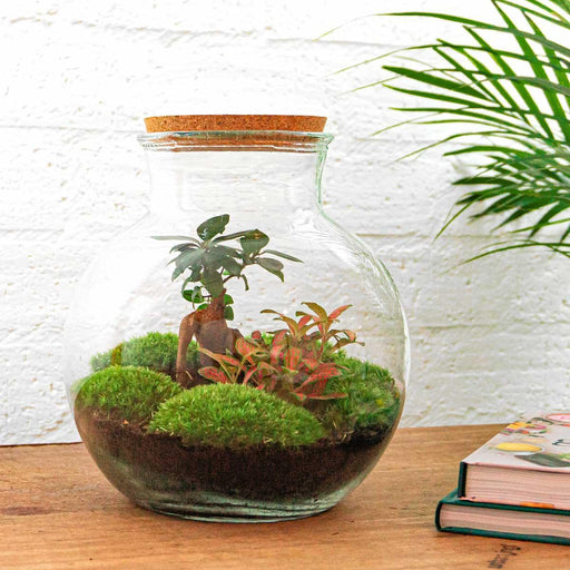 DIY Terrarium Kit - Teddy