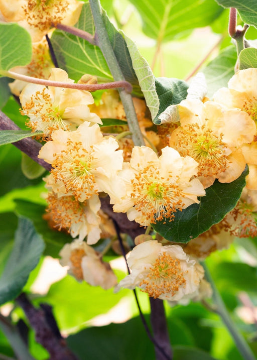 Kiwi (Actinidia Deliciosa) 'Jenny' - Fruktbusk