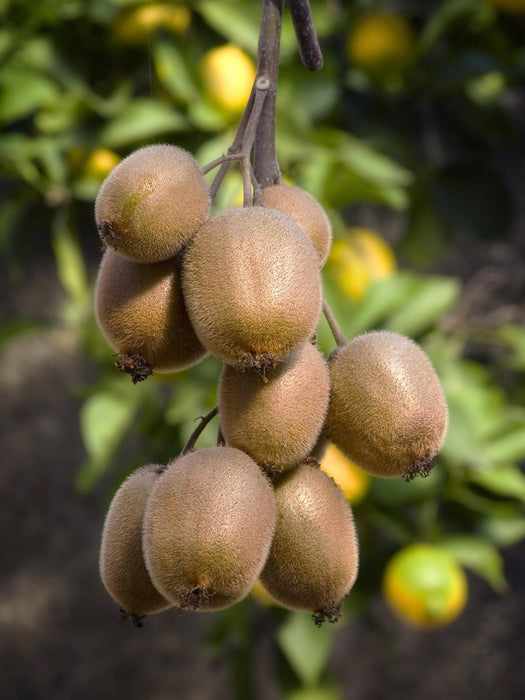 Kiwi (Actinidia Deliciosa) 'Jenny' - Fruktbusk