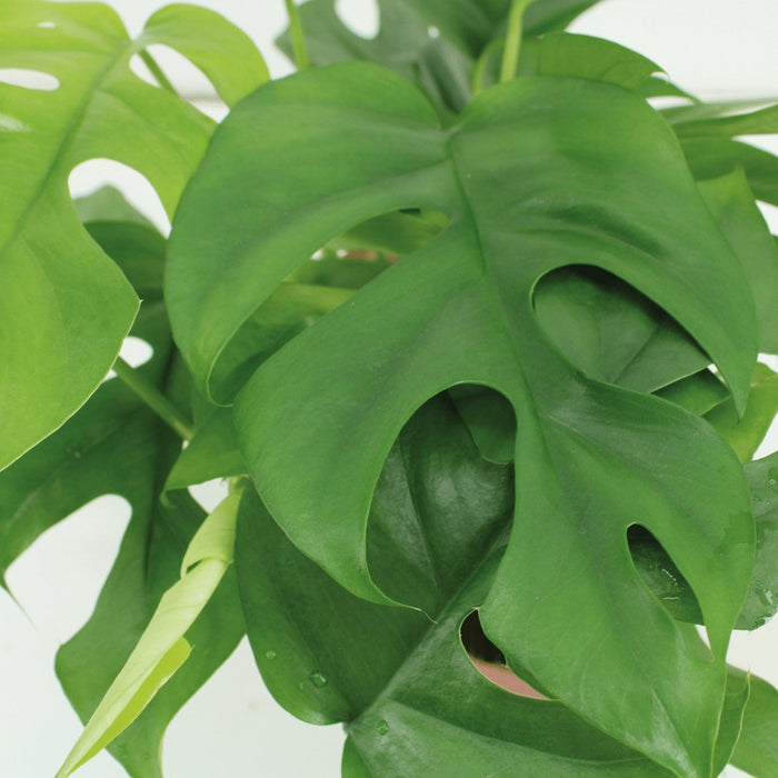 Kokodama Monstera - Sett Med 2