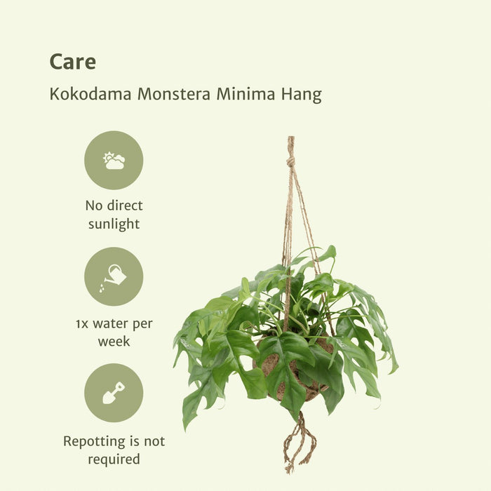 Kokodama Monstera - Sett Med 2