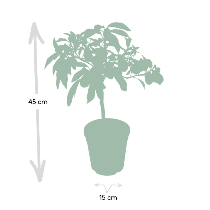 Kumquat Fortunella - 45 Cm - Ø15 - Utendørs Fruktbusk