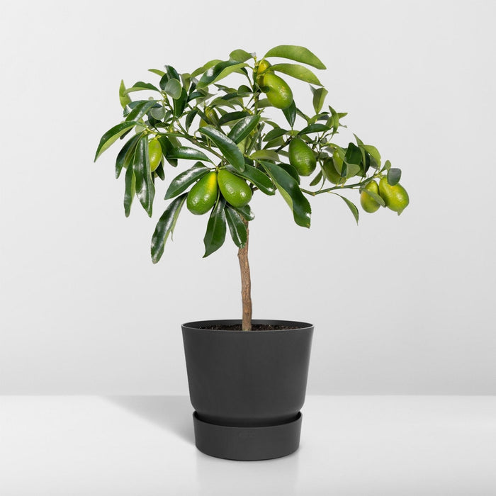 Kumquat Fortunella - 45 Cm - Ø15 - Utendørs Fruktbusk