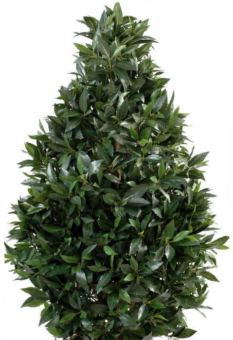 Artificial Laurel Topiary 160 Cm Innendørs Plante