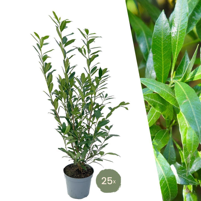 Laurel Caucasica H125Cm For 10 Lineære Meter Hekk 25X12L