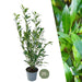 Laurel Caucasica H125Cm For 10 Lineære Meter Hekk 25X12L