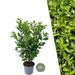 Cherry Laurel H125Cm For 10 Lineære Meter Hekk 25X12L