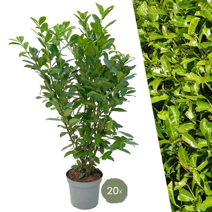 Cherry Laurel H150Cm For 10 Lineære Meter Med Hekk 20X15L