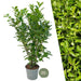 Cherry Laurel H150Cm For 10 Lineære Meter Med Hekk 20X15L