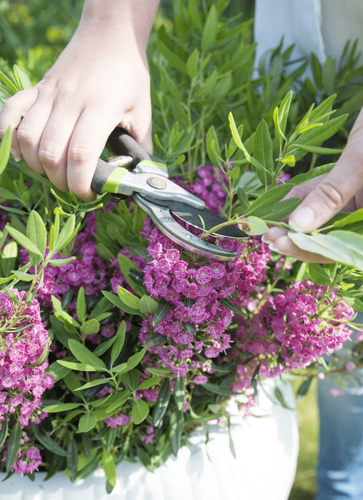 Sau Laurel 'Rubra' - ↨20Cm - Ø15Cm - Blomstrende Utendørsplante