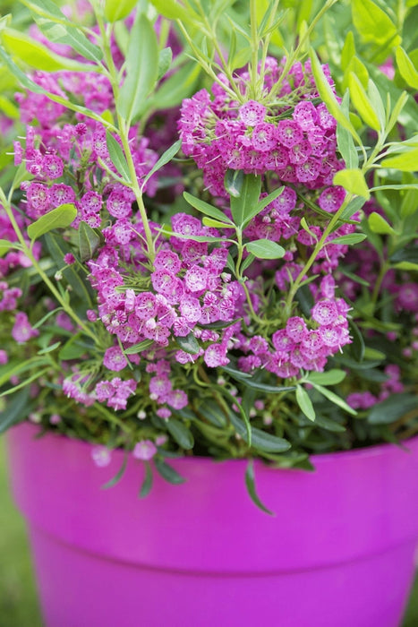 Sau Laurel 'Rubra' - ↨20Cm - Ø15Cm - Blomstrende Utendørsplante