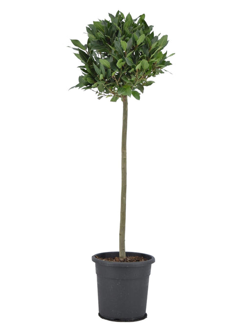 Laurel Nobilis På Trunk H120Cm