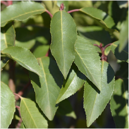 Portugisisk Laurbær - Plum Tree X 24