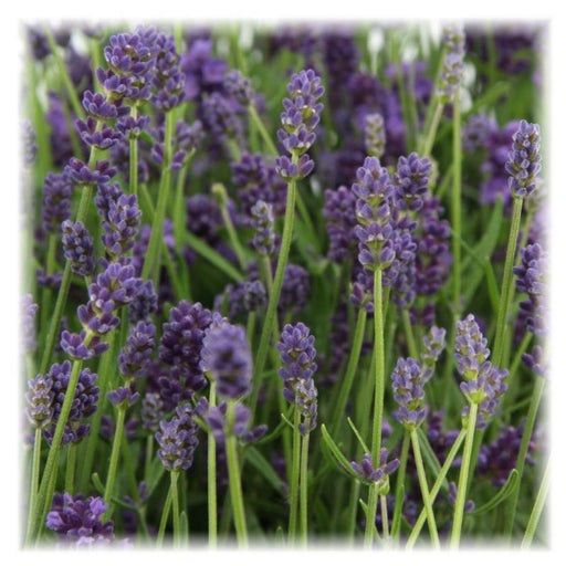 Lavendel Angustifolia Felice® Sett På 6 - 12 Cm - Utendørs Blomstrende Plante