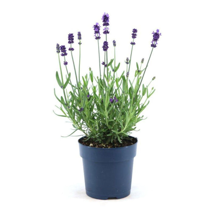 Lavendel Angustifolia Felice® Sett På 6 - 12 Cm - Utendørs Blomstrende Plante