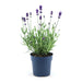 Lavendel Angustifolia Felice® Sett På 6 - 12 Cm - Utendørs Blomstrende Plante