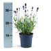 Lavendel Angustifolia Felice® Sett På 6 - 12 Cm - Utendørs Blomstrende Plante