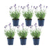 Lavendel Angustifolia Felice® Sett På 6 - 12 Cm - Utendørs Blomstrende Plante