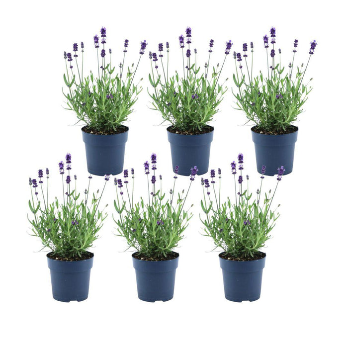 Lavendel Angustifolia Felice® Sett På 6 - 12 Cm - Utendørs Blomstrende Plante