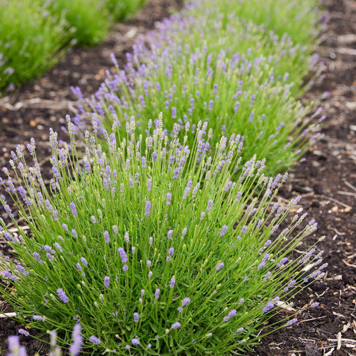 Lavendel Angustifolia Felice® Sett På 6 - 12 Cm - Utendørs Blomstrende Plante