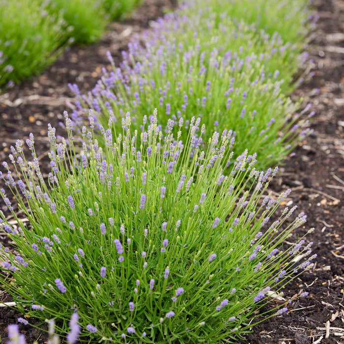 Lavendel Angustifolia Felice® Sett På 6 - 12 Cm - Utendørs Blomstrende Plante