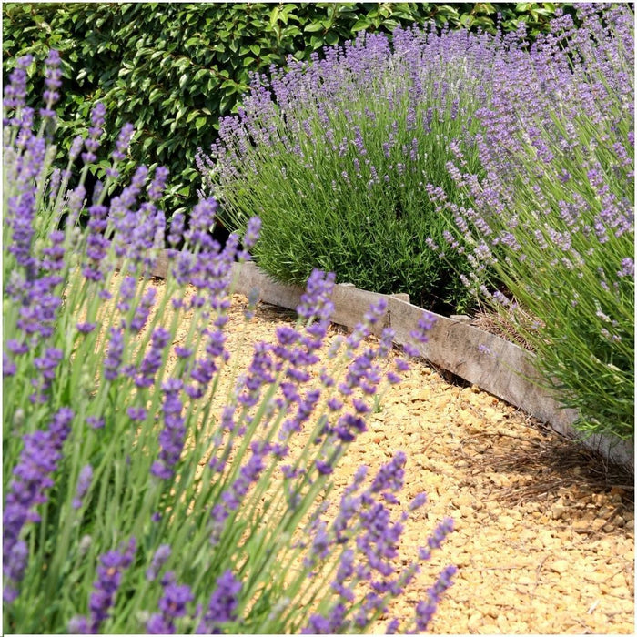 Lavendel Angustifolia Felice® X 24