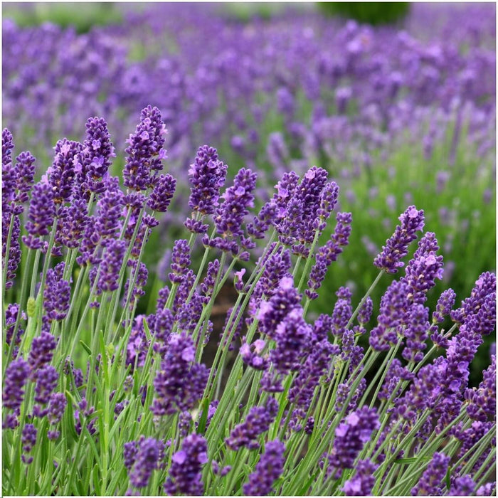 Lavendel Angustifolia Felice® X 24