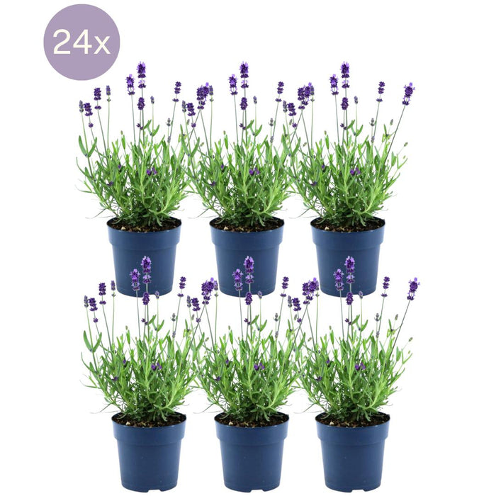 Lavendel Angustifolia Felice® X 24