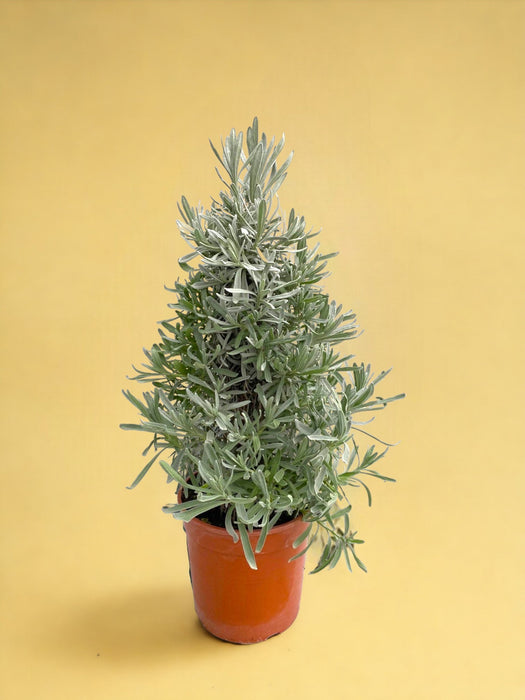 Lavendel Angustifolia-Pyramide