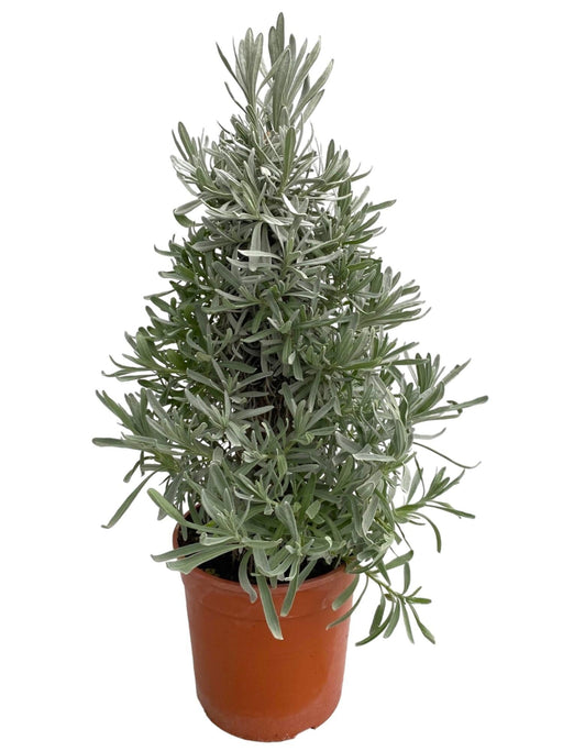 Lavendel Angustifolia-Pyramide