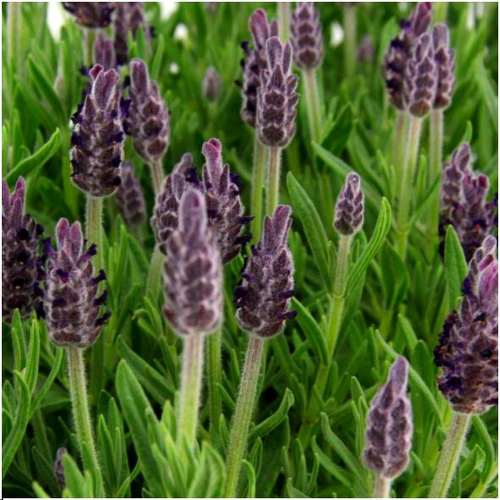 Lavendel Anouk X 24