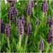 Lavendel Anouk X 24