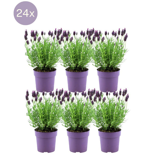 Lavendel Anouk X 24