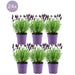 Lavendel Anouk X 24