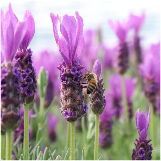 Lavendel I Potte - Sett Med 3 - Ø13Cm - Utendørs Blomsterplante