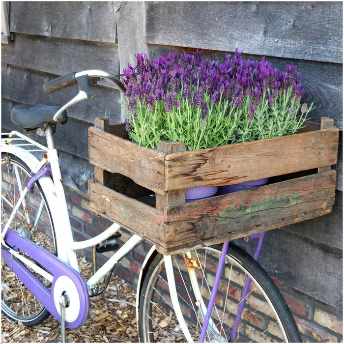 Lavendel I Potte - Sett Med 3 - Ø13Cm - Utendørs Blomsterplante