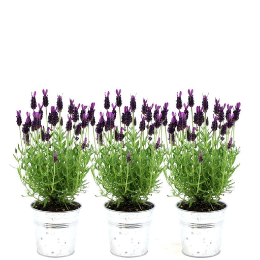 Lavendel I Potte - Sett Med 3 - Ø13Cm - Utendørs Blomsterplante