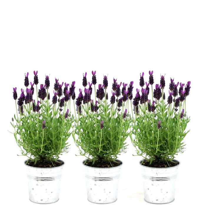 Lavendel I Potte - Sett Med 3 - Ø13Cm - Utendørs Blomsterplante