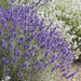 Lavendel Hidcote 12Xh20Cm D9Cm