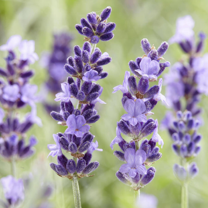 Lavendel Hidcote 20Xh20Cm D9Cm