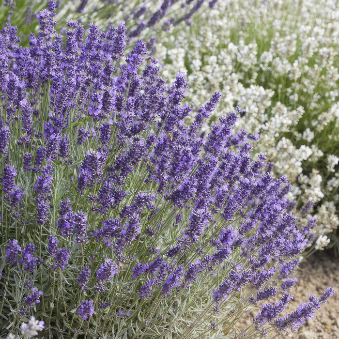 Lavendel Hidcote 20Xh20Cm D9Cm