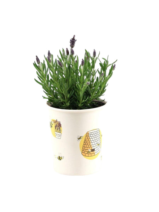 Lavendel St. 'Anouk' Og Bee Pot