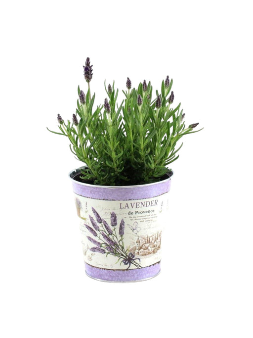 Lavendel St. 'Anouk' Og Sinkpotte