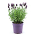 Lavendel Stoechas Anouk® Sett Med 6 - D12 Cm - Blomstrende Utendørs Plante