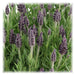 Lavendel Stoechas Anouk® Sett Med 6 - D12 Cm - Blomstrende Utendørs Plante